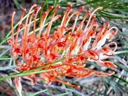 Grevillea Jester - Ladybird Nursery