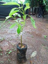 Avocado Hass Seedling - Ladybird Nursery