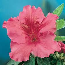 Azalea Coral Wings - Ladybird Nursery