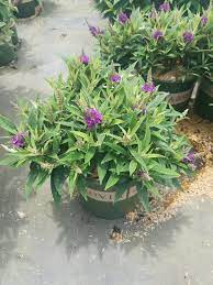 Azalea indica Plumtastic - Ladybird Nursery