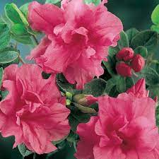 Azalea Sweet Nellie - Ladybird Nursery