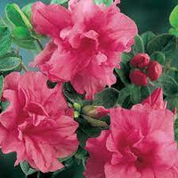 Azalea Sweet Nellie - Ladybird Nursery