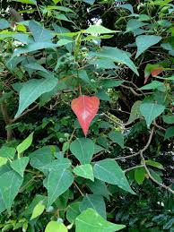 Bleeding Heart Tree (Homalanthus populifolius)
