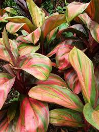Cordyline Willy's Gold (Cordyline fruticosa) - Ladybird Nursery