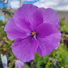 Blue Hibiscus West Coast Gem (Alyogyne huegelii) - Ladybird Nursery