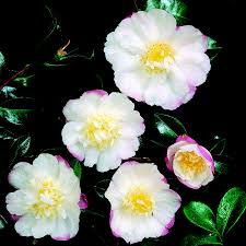 Sasanqua Camellia Paradise Venessa (Camellia sasanqua) - Ladybird Nursery