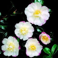 Sasanqua Camellia Paradise Venessa (Camellia sasanqua)
