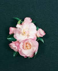 Sasanqua Camellia Paradise Sarah (Camellia sasanqua) - Ladybird Nursery
