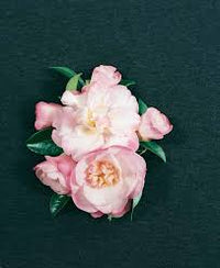 Sasanqua Camellia Paradise Sarah (Camellia sasanqua)