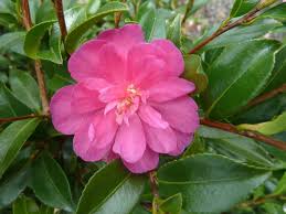 Sasanqua Camellia Paradise Petite Ruby (Camellia sasanqua) - Ladybird Nursery