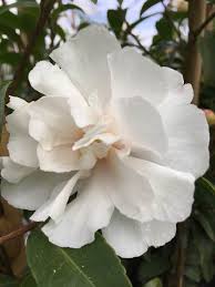 Sasanqua Camellia Paradise Petite (Camellia sasanqua)