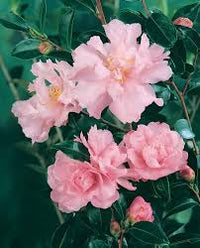 Sasanqua Camellia Paradise Petite Pink (Camellia sasanqua)