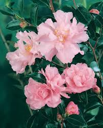 Sasanqua Camellia Paradise Petite Pink (Camellia sasanqua) - Ladybird Nursery