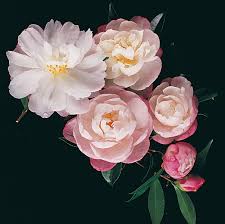 Sasanqua Camellia Paradise Pearl (Camellia sasanqua)