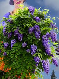 Wisteria Amethyst Falls (Wisteria frutescens) - Ladybird Nursery