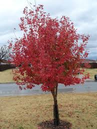 Shantung Maple (Acer truncatum) - Ladybird Nursery