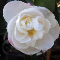 Sasanqua Camellia Paradise Helen (Camellia sasanqua) - Ladybird Nursery