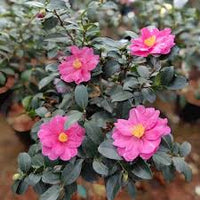 Sasanqua Camellia Paradise Barbara (Camellia sasanqua)