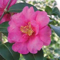 Sasanqua Camellia Jane Morgan (Camellia sasanqua) - Ladybird Nursery
