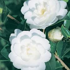 Sasanqua Camellia Fuji-no-mine (Camellia sasanqua)