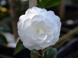 Sasanqua Camellia Early Pearly (Camellia sasanqua)