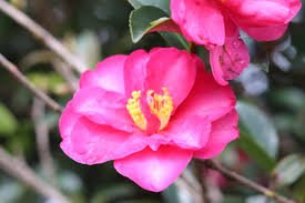 Sasanqua Camellia Cherilyn (Camellia sasanqua) - Ladybird Nursery