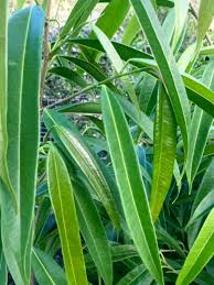 Sabre Tooth Fig (Ficus longifolia)