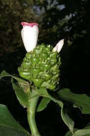 African Costus (Costus afer) - Ladybird Nursery