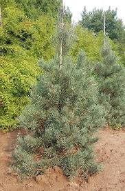 Scots Pine Inverleith (Pinus sylvestris) - Ladybird Nursery