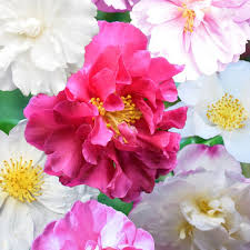 Sasanqua Camellia Assorted (Camellia sasanqua)