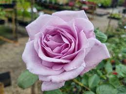 Rose Blue Moon 2 ft Standards (Rosa)
