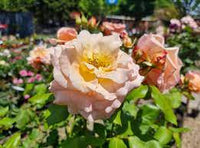 Rose Apricot Nectar 2 ft Standards (Rosa) - Ladybird Nursery