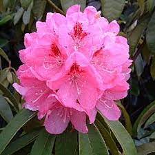 Rhododendron Lady Decies - Ladybird Nursery