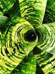 Tiger Tim Vriesea (Vriesea)