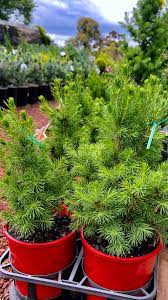 White Spruce Christmas Star (Picea glauca) - Ladybird Nursery
