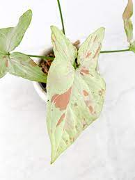 Syngonium Pink Salmon - Ladybird Nursery