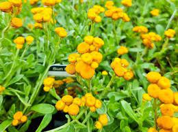 Yellow Buttons (Chrysocephalum apiculatum) - Ladybird Nursery