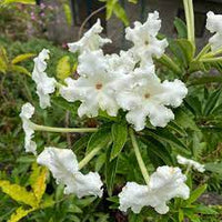 Yesterday, Today, and Tomorrow White Caps (Brunfelsia undulata)