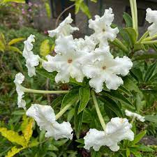 Yesterday, Today, and Tomorrow White Caps (Brunfelsia undulata)