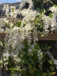Queen’s Wreath Alba (Petrea volubilis)