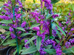 Purple Coral Pea Bliss (Hardenbergia violacea) - Ladybird Nursery