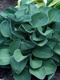 Plantain Lily Blue Mouse Ears (Hosta )