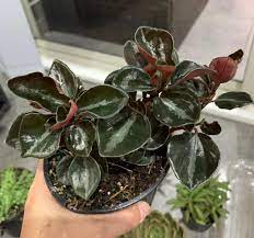 Peperomia Galaxy (Peperomia metallica) - Ladybird Nursery
