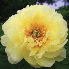 Peony Bartzella (Paeonia Itoh) - Ladybird Nursery