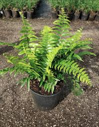 Sword Fern Macho (Nephrolepis biserrata) - Ladybird Nursery