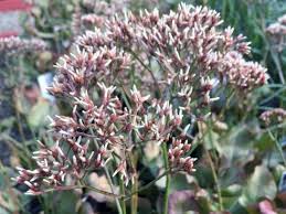 Sea Lavender Wstar Statice - White Star (Limonium perezii)