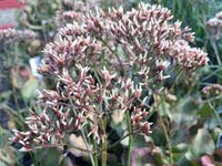 Sea Lavender Wstar Statice - White Star (Limonium perezii) - Ladybird Nursery