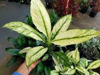 Peace Lily Knockout (Spathiphyllum) - Ladybird Nursery