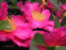 Camellia Assorted (Camellia japonica) - Ladybird Nursery