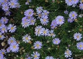 Cut-leaf Daisy (Brachyscome multifida)